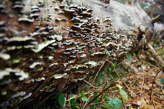 Herfst special